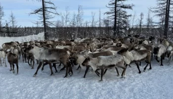 Ямальские ветеринары вакцинировали более 42 тысяч оленей